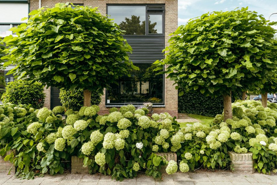 Lisse – Barentszstraat 44